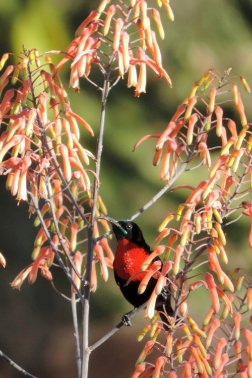 791. Scarlet-chested Sunbird Chalcomitra senegalensis ).jpg