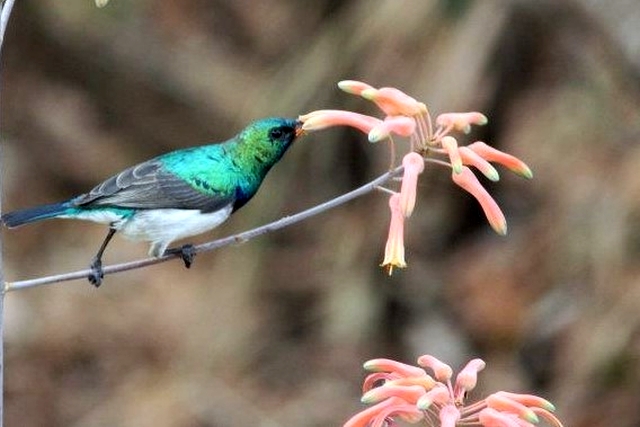 787. White-bellied Sunbird Cinnyris talatala.jpg