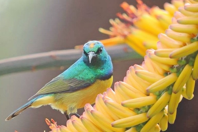 793. Collared Sunbird Hedydipna collaris.jpg