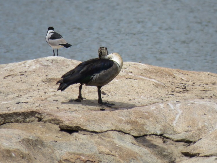 Blacksmith plover+comb duck 70p.JPG