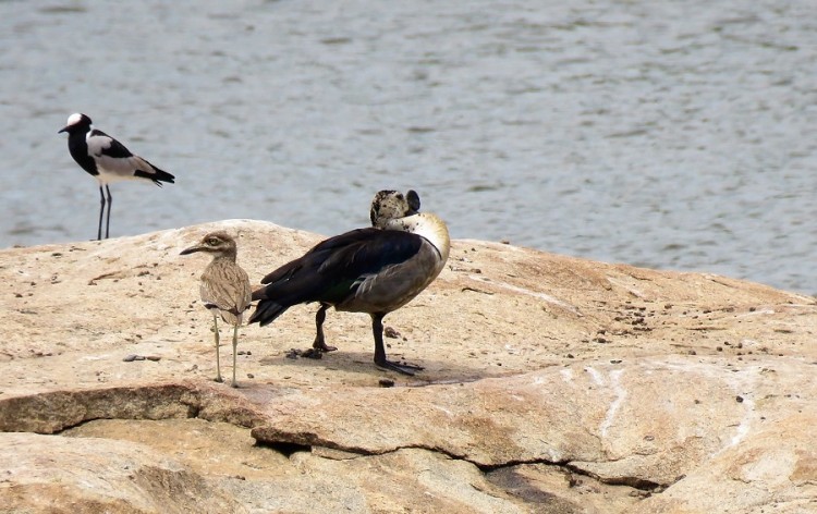 Blacksmith plover+comb duck+water thick-knee 100p.JPG