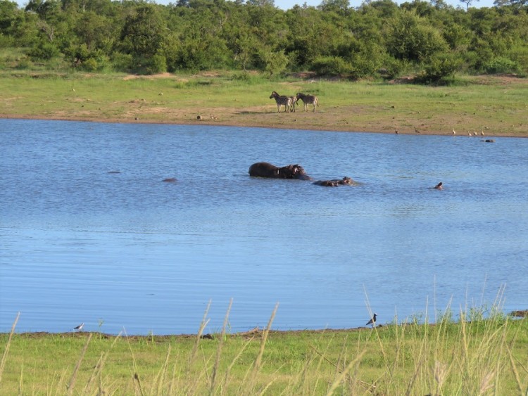 Blacksmith plover+Cattle Egret+Egyptian goose+marsh sandpiper 150p.JPG