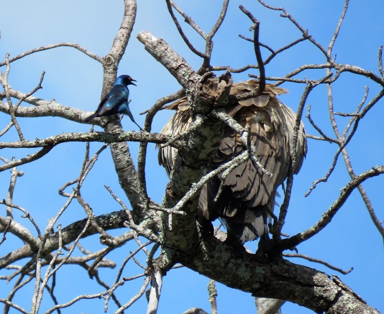 Cape glossy starling+White-backed vulture.JPG
