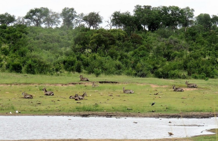 cattle egret+egyptian goose+woolly-necked stork 120p.JPG