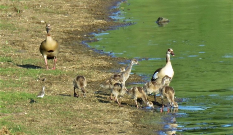 Egyptian goose+marsh sandpiper 90p.JPG