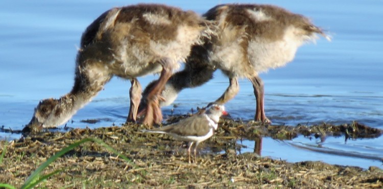 Egyptian goose+Three-banded plover 70p.JPG