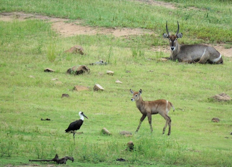 Wooly-necked stork 40p.JPG