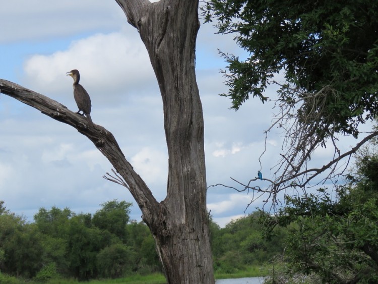 Woodland kingfisher+white-breasted cormorant 90p .JPG