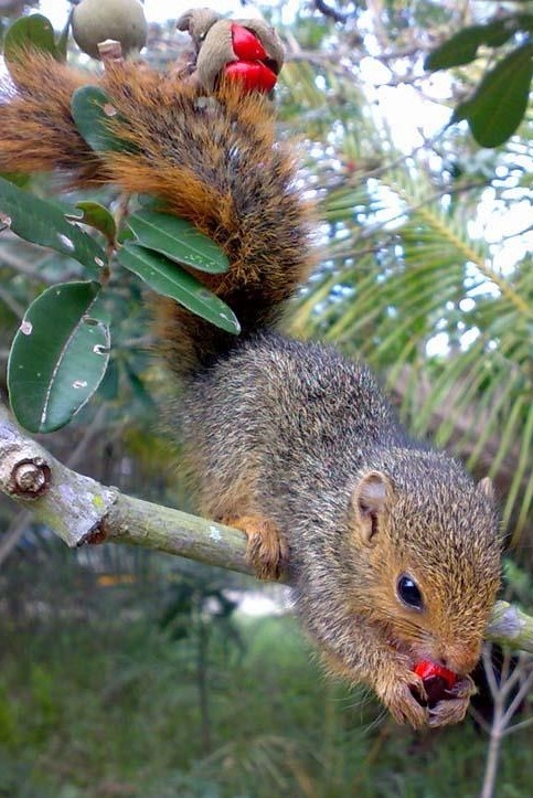 Squirrel 2.jpg