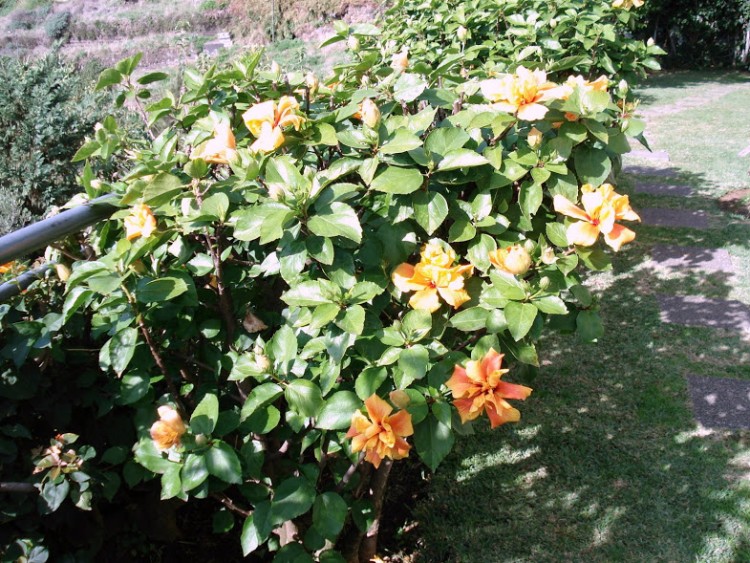 7.Il giardino, 25.12.06.JPG