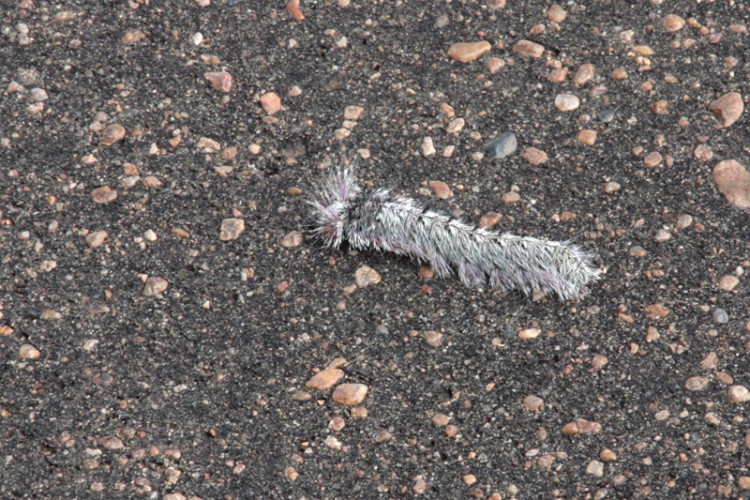 hairy caterpillar 1.jpg