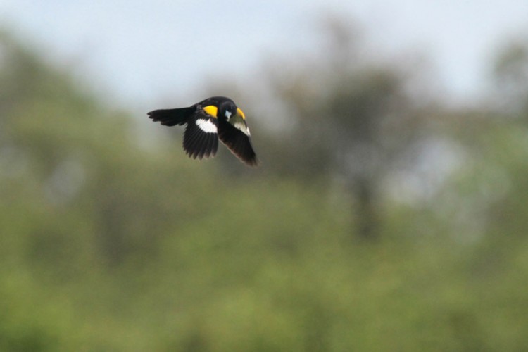 white-winged widowbird.jpg