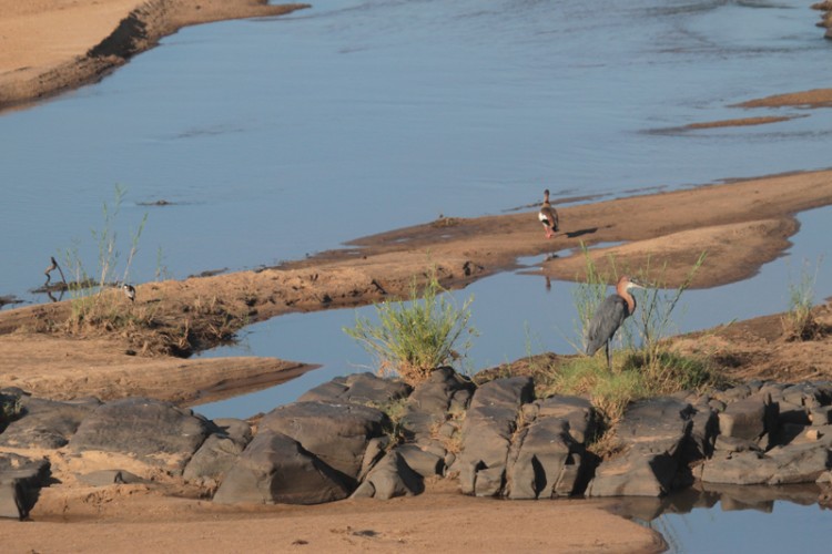 blacksmith lapwing, egyptian goose, goliath heron.jpg
