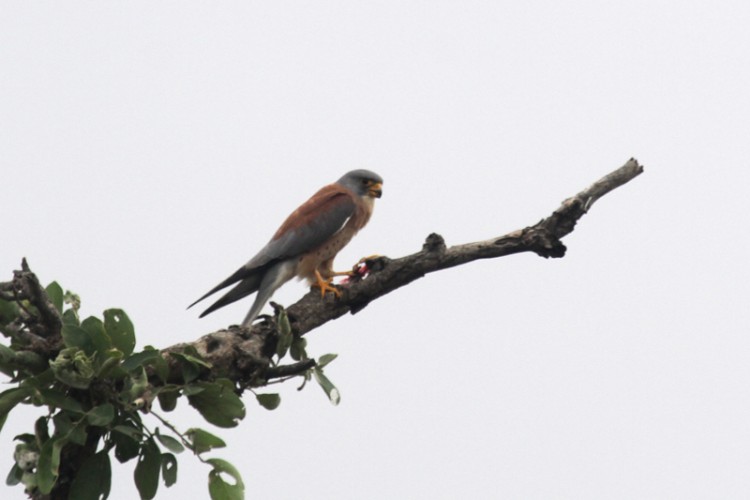 lesser kestrel.jpg