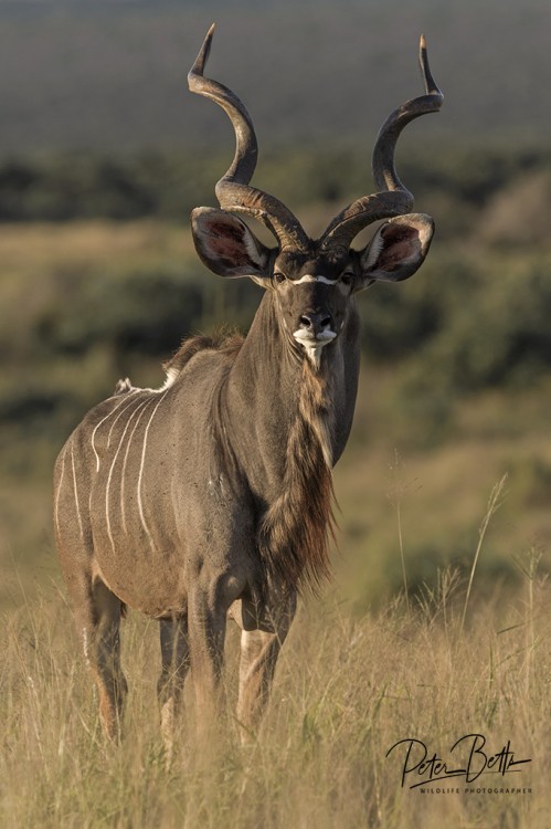 2. Kudu.jpg