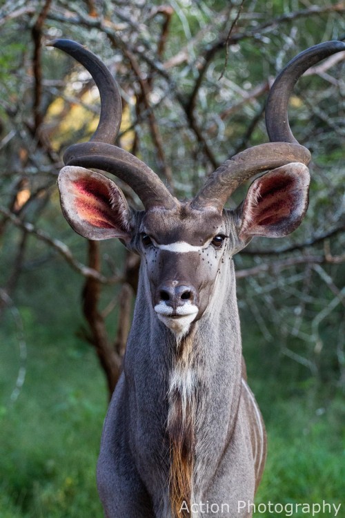 9. Kudu.jpg