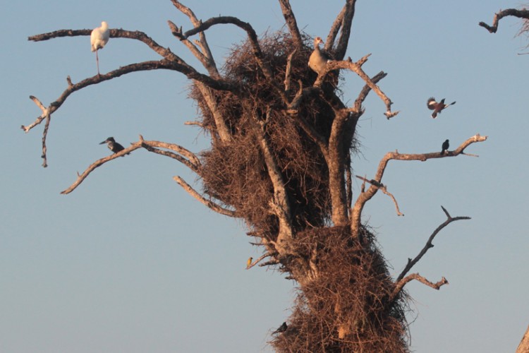 african spoonbill, cape glossy starling, common mynah, egyptian goose, giant kingfisher, lesser-masked weaver, red-billed buffalo weaver  .jpg
