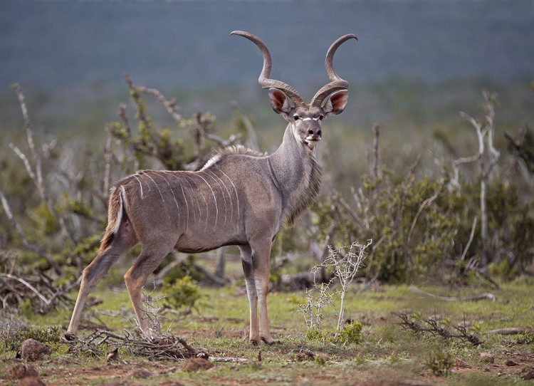 Hapoor Kudu Bull.jpg