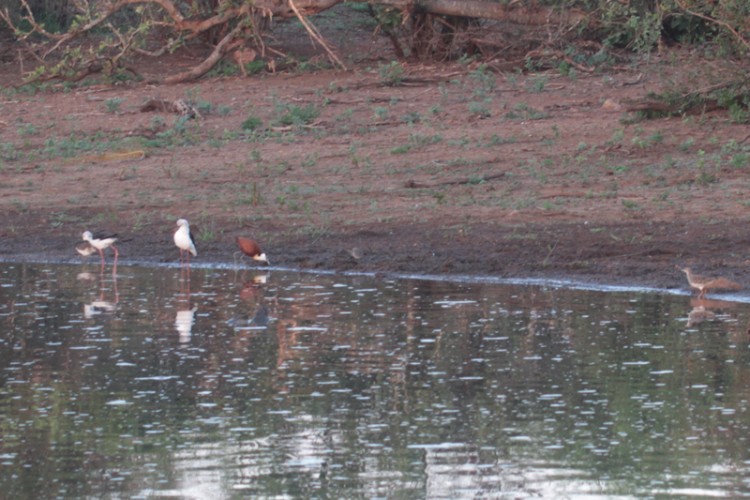 african jacana,black-winged stilt, three-banded plover, ruff .jpg