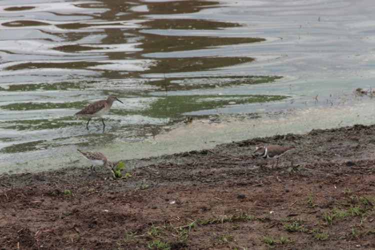 common sandpiper, three-banded plover, wood sandpiper.jpg