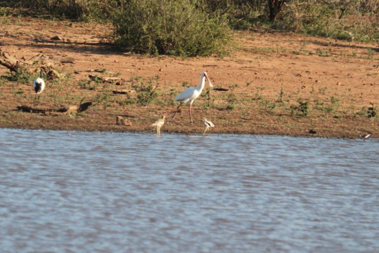 african sacrid ibis,  african spoonbill, three-banded plover, water thick-knee, white-crowned lapwing.jpg