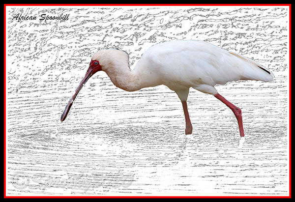 African-Spoonbill.jpg