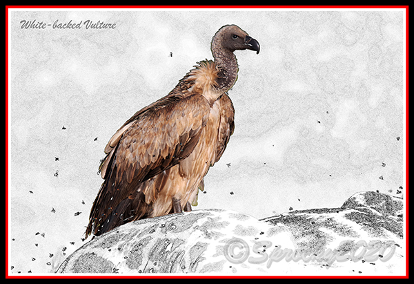 White-backed-Vulture.jpg