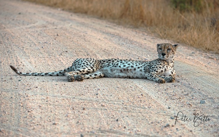 Chilling in Kruger.jpg