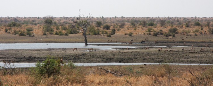 blue wildebeest, elephant, impala and zebra.JPG