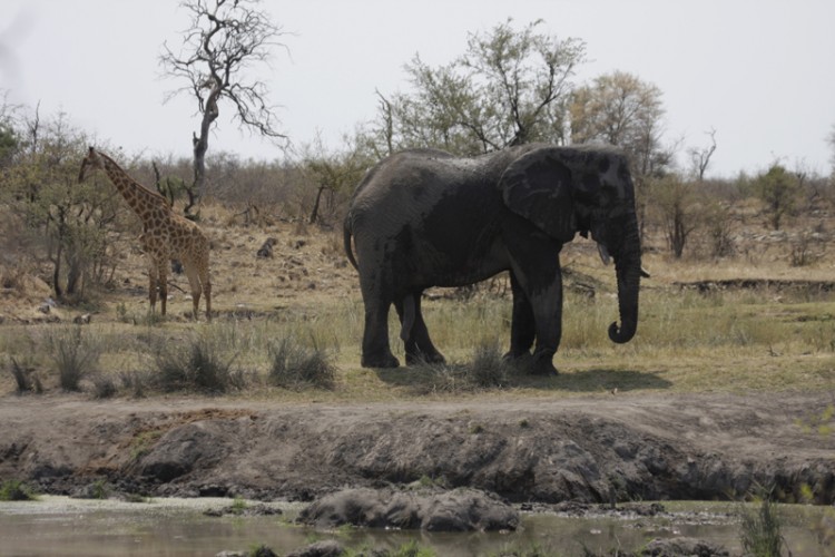 elephant giraffe.JPG
