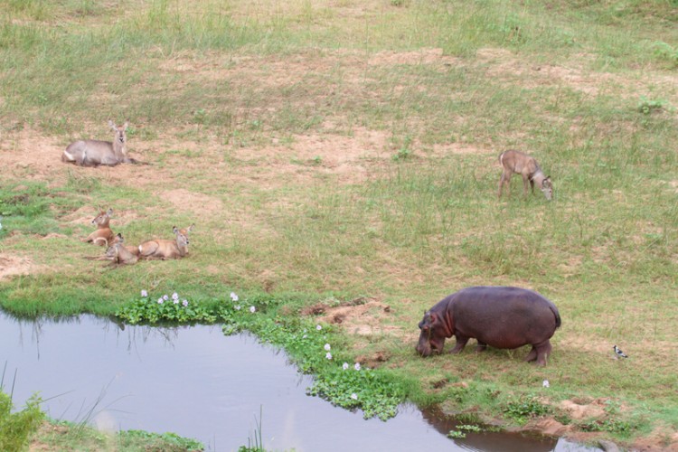 hippo and waterbuck.JPG
