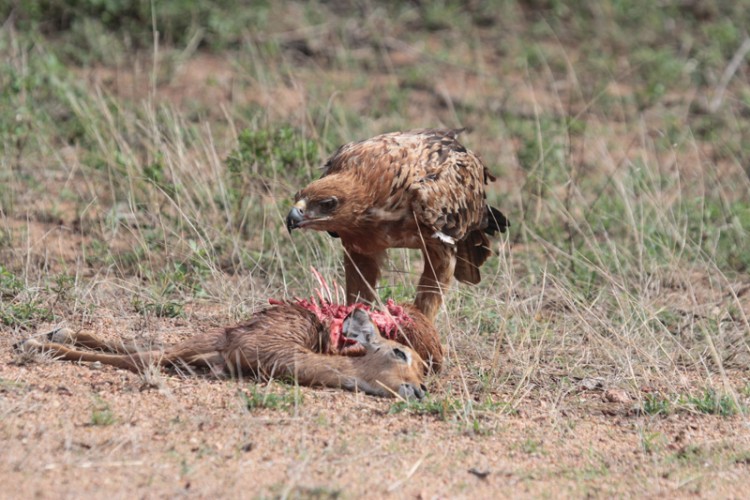 tawny feeding on impala lamb.jpg