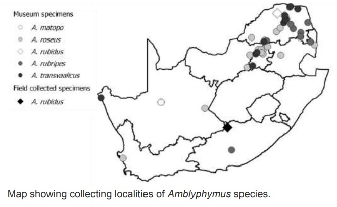 Amblyphygmus.jpg