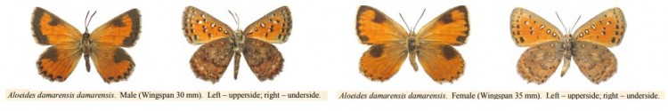 Aloeides damarensis.jpg