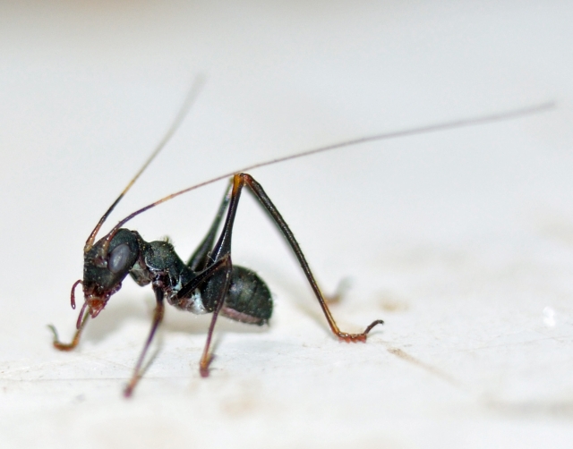 Eurycorypha nymph.jpg