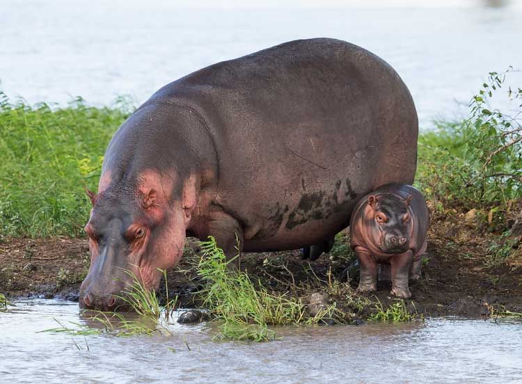 2. Hippo.jpg