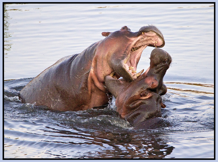 4. Hippo.jpg