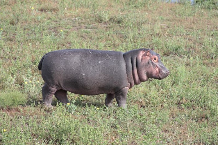 7. Hippo.jpg