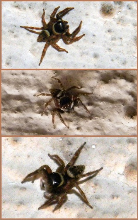 Hasarius adansoni 1.jpg