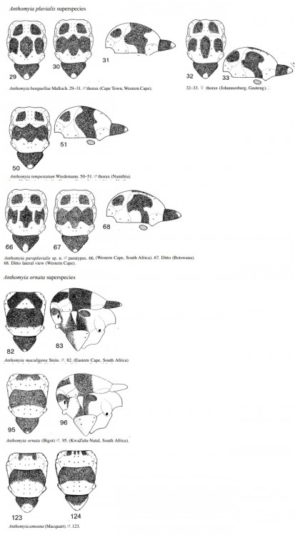 Anthomyia thorax pattern.jpg