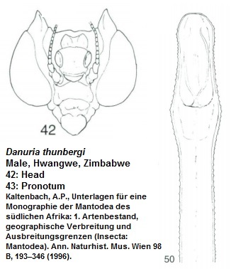 Danuria thunbergi.jpg
