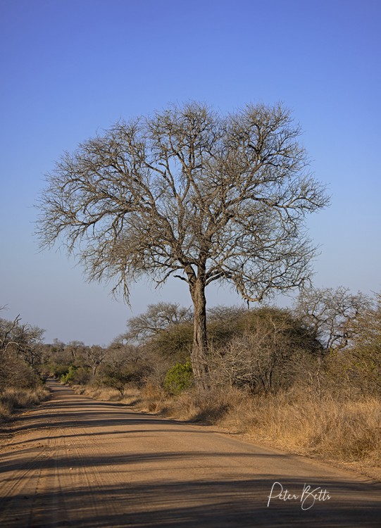 Knobthorn Acacia in Winter.jpg