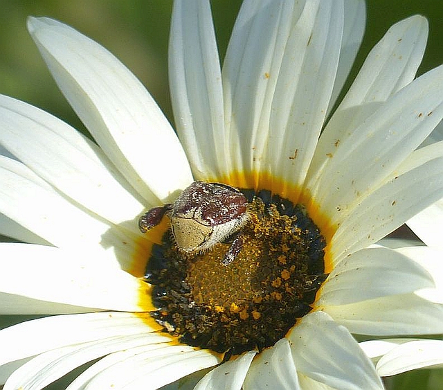 Monkey beetle.jpg