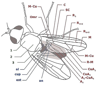 Tephritidae morphology.jpg