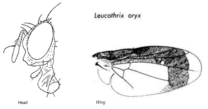 Leucothrix oryx.jpg