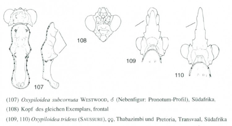 Oxypiloidea tridens.jpg