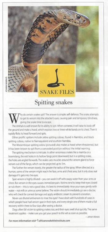 snake files 2.jpg