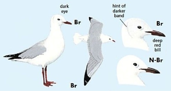 Hartlaubs Gull.jpg