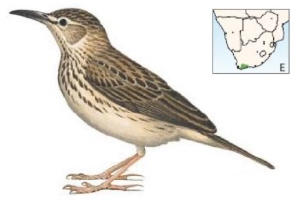 Certhilauda brevirostris.jpg