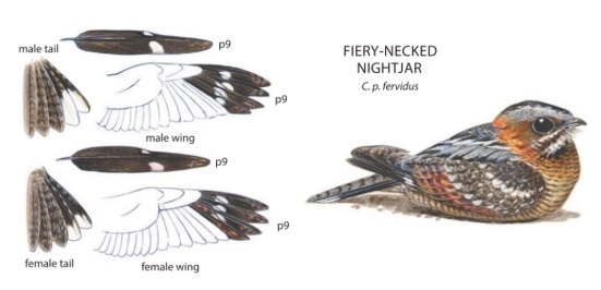 Fiery-necked Nightjar.jpg